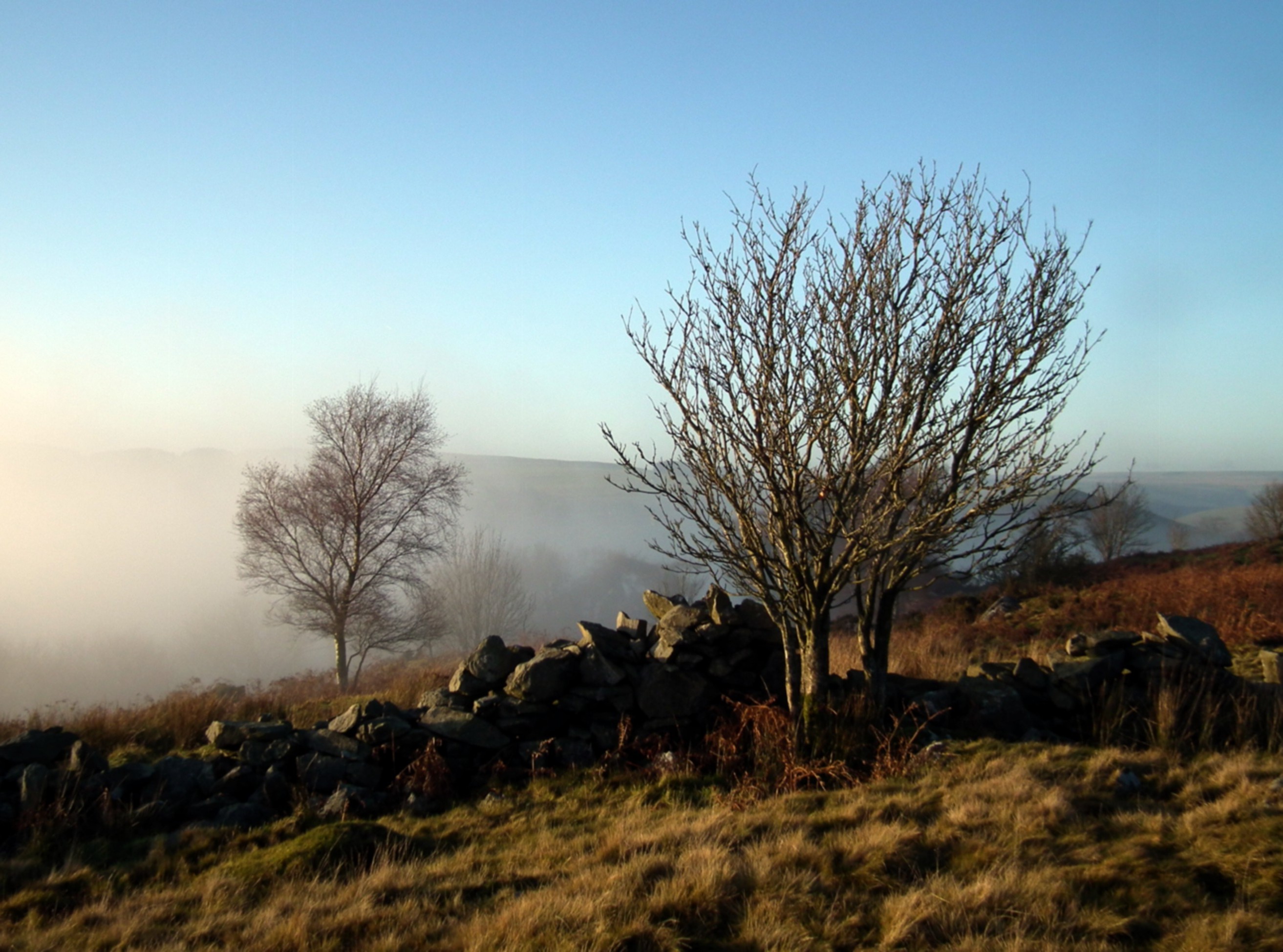 THE TREE NO 5 Bill Bagley Photography